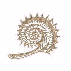 Ammonite Designed precut adhesive patch to secure all diabetic devices